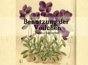 Wie man das Aroma von Veilchen konserviert