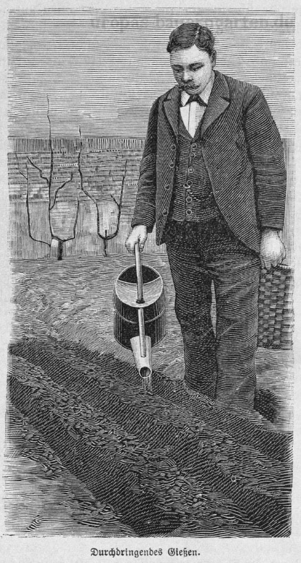 Ein Mann mit einer Gießkanne in der Hand beim Gießen seiner Beete.