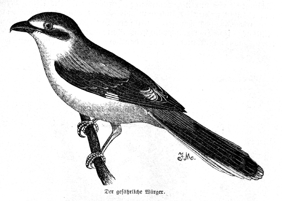 Das Bild zeigt einen Raubwürger (Vogel)