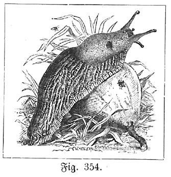 schnecke-frisst-birne