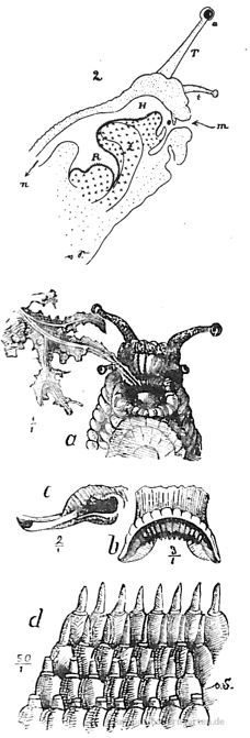 nacktschnecken-mundwerkzeuge