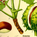 Das Bild zeigt eine Frucht der Roßkastanie, Aesculus hippocastanum