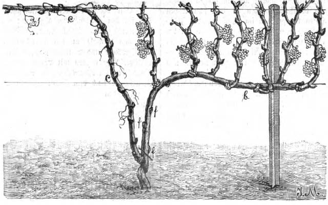 Das Bild zeigt den beschnittenen Weinstock mit Früchten im Herbst (Ernte)
