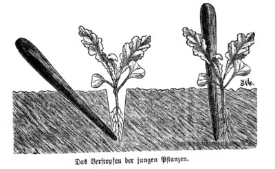 Das Bild zeigt, wie man junge Gemüsepflanzen mit dem Pflanzholz pikiert und pflanzt. Es wird auch verstopfen (umsetzen) genannt.