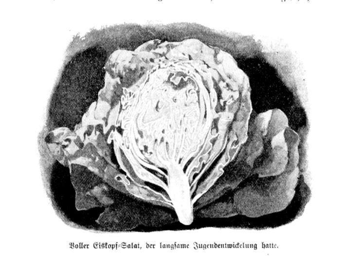 Die Grafik zeigt einen Eiskopf-Salat (lat. actuca sativa var. capitata nidus tenerimma)