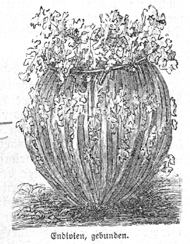 Das Bild zeigt eine Zeichnung von zusammen gebundenen Endivien (lat. Cichorium endivia). 