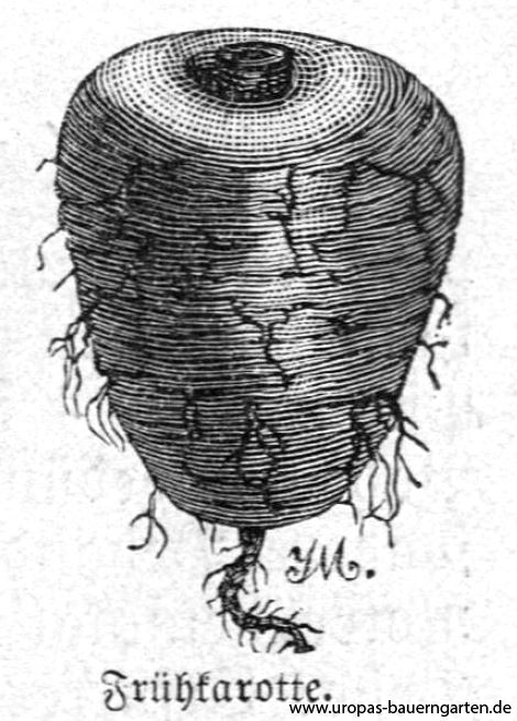 Das Bild zeigt eine Zeichnung einer Frühkarotte/Möhre (lat. Daucus carota). Diese Zeichnung entstammt einem Text aus einem alten Gartenbuch von 1899.