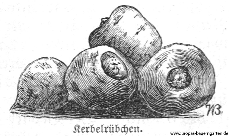 Das Bild zeigt eine alte Zeichnung von Kerbelrüben (lat. Chaerophyllum bulbosum) aus einem alten Gartenbuch im Jahr 1899. Im Artikel wird der Anbau von Kerbelrüben beschrieben.
