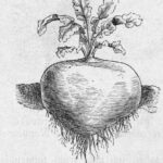 Die Abbildung zeigt eine Zeichnung einer Kohlrübe, die Sorte ist: "Hoffmanns gelbe Schmalz".