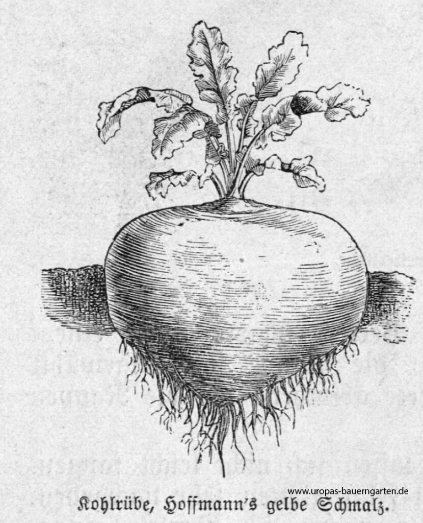 Die Abbildung zeigt eine Zeichnung einer Kohlrübe (lat. Brassica napus Napobrassica Group), die Sorte ist: "Hoffmanns gelbe Schmalz".