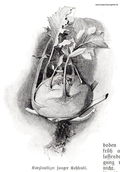 Das Bild beinhaltet eine Zeichnung von einem kurzlaubigem jungen Kohlrabi (lat. Brassica oleracea Gongylodes Group). Nebendran ist eine Anleitung zum Kohlrabianbau aus alten Gartenbüchern aus den Jahren 1899 bzw. 1907.