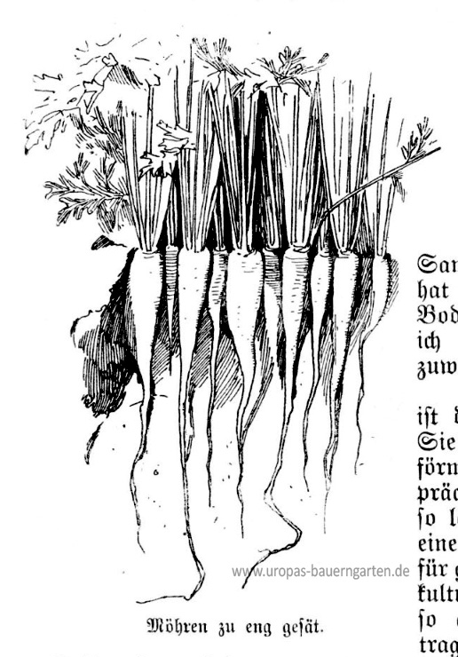 Das Bild beinhaltet eine Zeichnung die Möhren zeigt, welche zu eng ausgesät wurden. Diese Zeichnung stammt aus einem alten Gartenbuch und der nebenstehende Text handelt vom Möhrenanbau.  