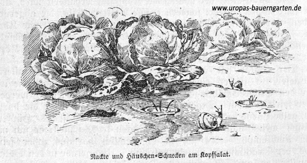 Das Bild zeigt eine alte Zeichnung aus einem alten Gartenbuch, die sich mit Salatschädlingen wie der Nacktschnecke befasst.
