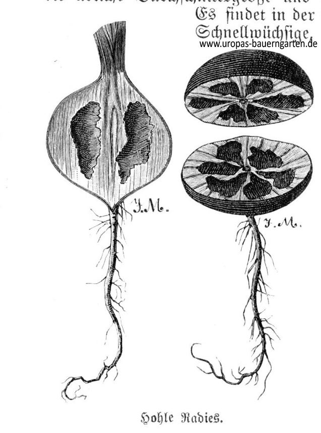 Das Bild zeigt ein hohles Radieschen und im Text werden die Gründe für das hohl werden erläutert. Beides stammd aus einem alten Gartenbuch aus dem Jahr 1907.
