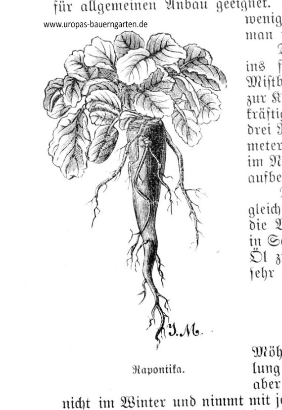 Das Bild beinhaltet eine Zeichnung einer Rapontika-Pflanze (lat. Oenothera biennis), deren Anbau in Böttners altem Gartenbuch von 1907 beschrieben ist. 