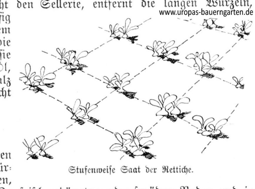 Das Bild beinhaltet eine Zeichnung, die die stufenweise Saat von Rettich (lat. Raphanus sativus) beschreibt.