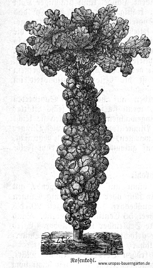 Ein Bild, dass eine Rosenkohlpflanze (lat. Brassica oleracea var. gemmifera) mit vielen Rosen vollbesetzt zeigt. 