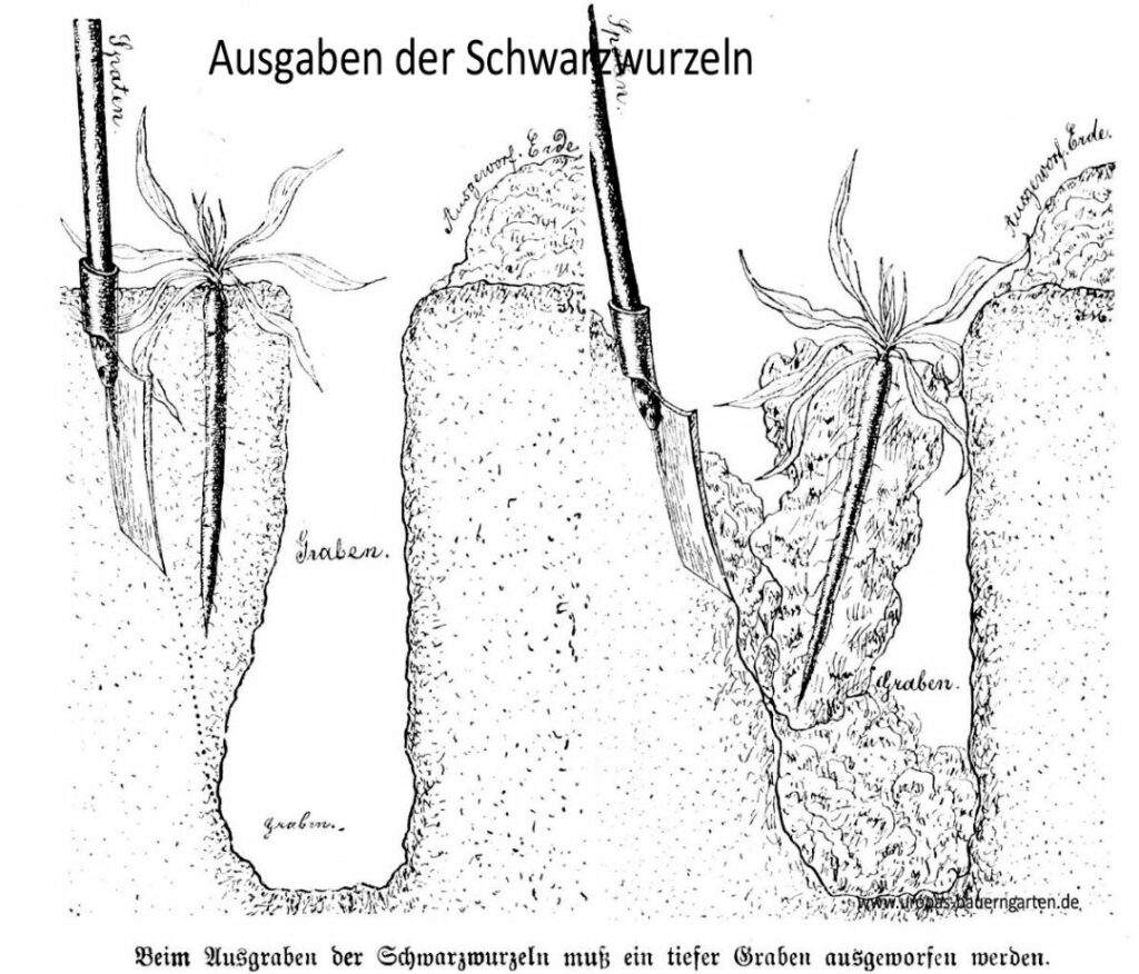 Das Bild beinhaltet eine Zeichnung, wie Schwarzwurzeln richtig aus der Erde ausgegraben werden sollten. Es muss ein tiefer Graben ausgeworfen werden, um die Wurzel bei der Ernte nicht zu zerstören. 