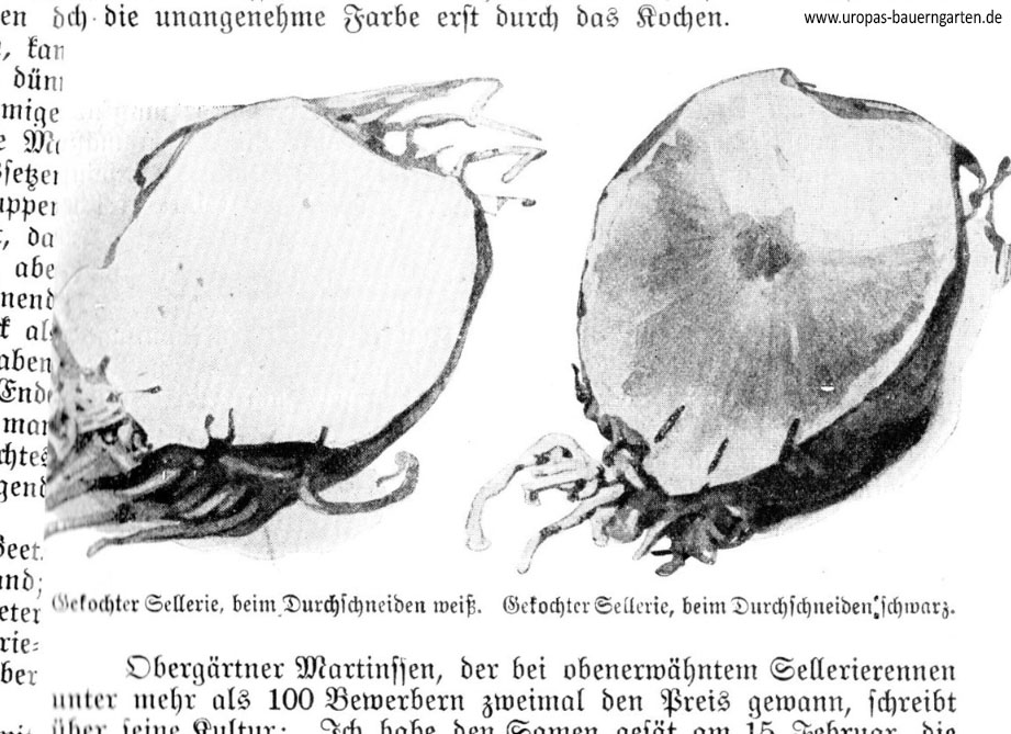 Das Bild zeigt zwei Zeichnungen von zwei gekochten Sellerie (lat. Apium graveolen). Bei dem ersten Bild ist der Sellerie nach dem Kochen noch weiß, beim zweiten Bild schwarz. 
