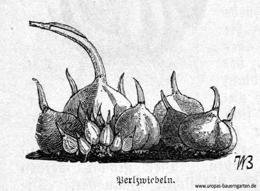 In der Abbildung sind keimende Mutterperlzwiebeln (lat. Allium ampeloprasum var. sectivum) zu sehen. Es handelt sich um altes Wissen und eine detailgetreue Zeichnung aus einem alten Gartenbuch.