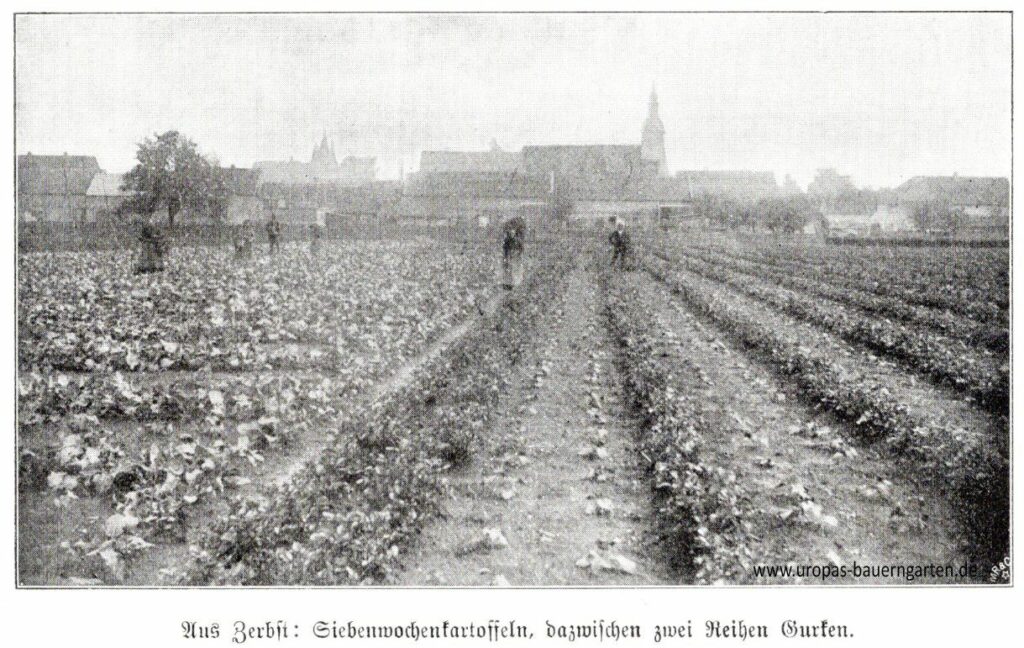 Eine historische schwarz-weiß Fotografie aus Zerbst, zu sehen, Siebenwochenkartoffeln, dazwischen wurden zwei Reihen Gurken gepflanzt.