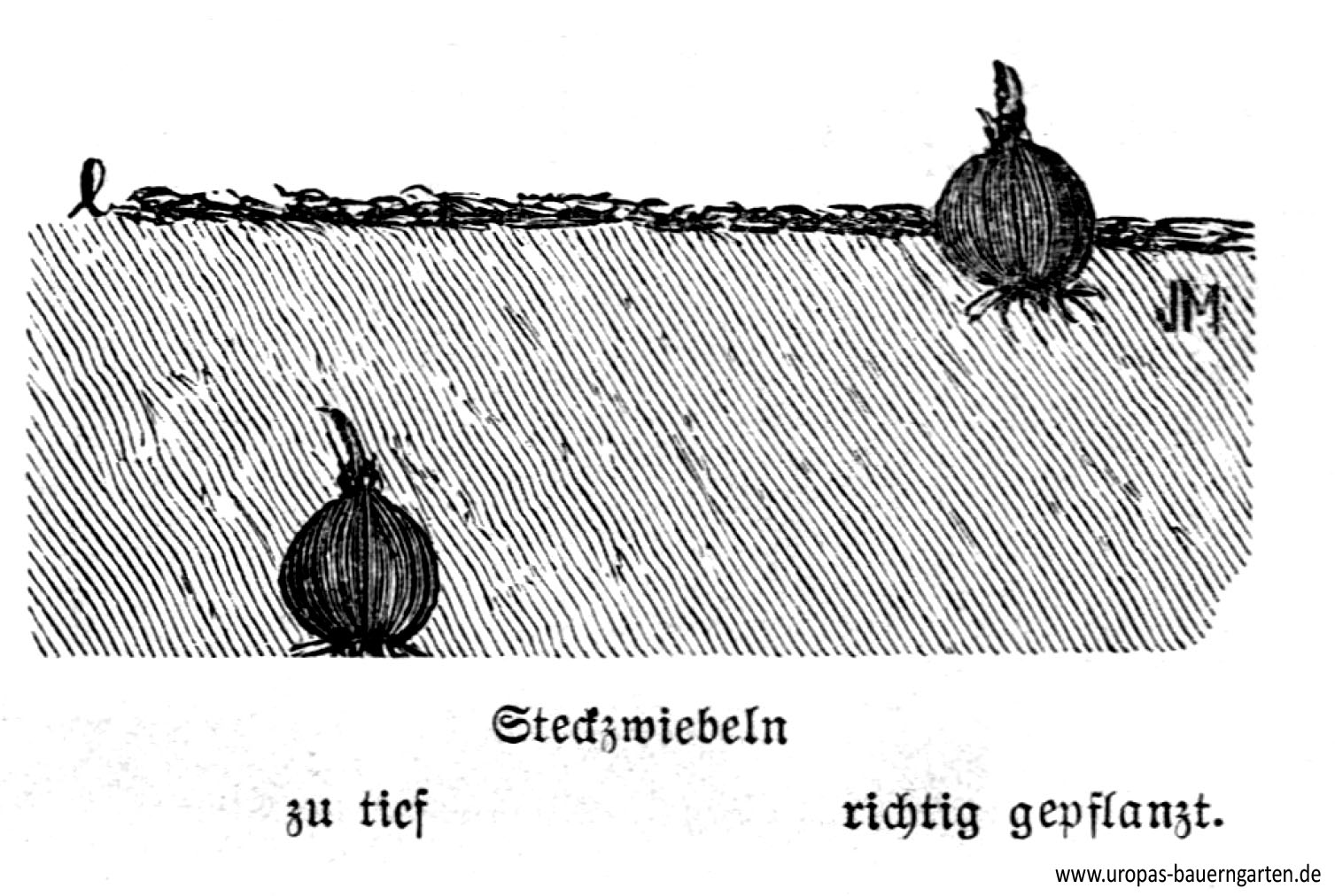 Die Abbildung zeigt eine Steckzwiebel die links zu tief gepflanzt und rechts richtig gepflanzt wurde und stammt aus einem alten Gartenbuch.