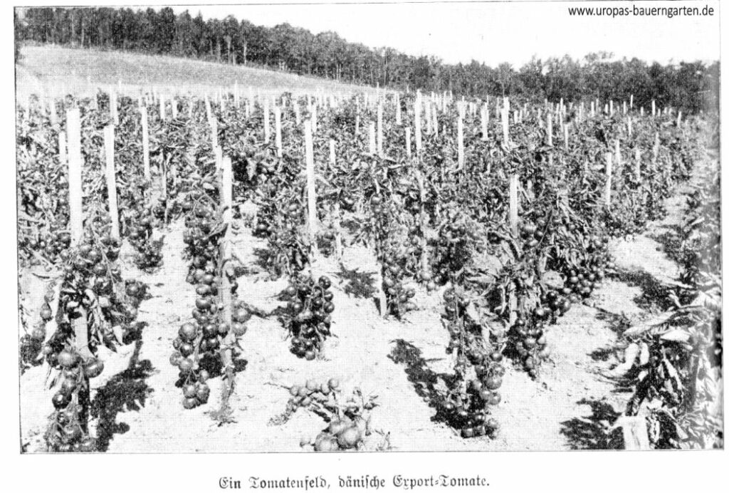 Eine schwarz-weiß-Fotografie von einem Tomatenfeld. Angebaut wurde hier die Tomatensorte: "Dänische Exporttomate". Man sieht, wie die Tomaten voll mit Früchten hängen und an einen Pfahl zur entsprechenden Stütze angeheftet wurden.