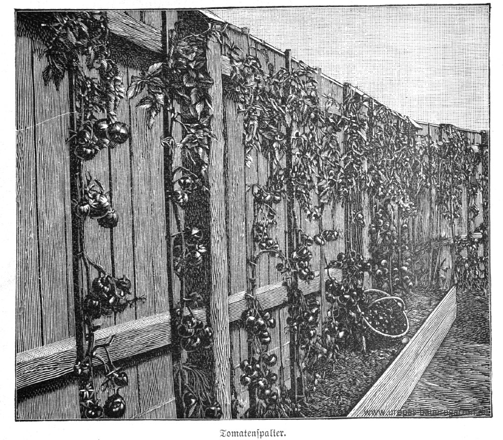 Das schwarz-weiß-Foto zeigt ein Tomatenspalier an einem geschützten Gartenzaun und entstammt aus einem alten Gartenbuch von 1899.
