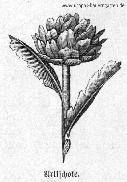 Die Abbildung zeigt eine Artischockenpflanze (lat. Cynara cardunculus). Zu sehen ist der Stengel, zwei Blätter und die Blüte. Es handelt sich um eine schwarz-weiß-Zeichnung aus einem alten Gartenbuch (altes, verlorenes Wissen). 