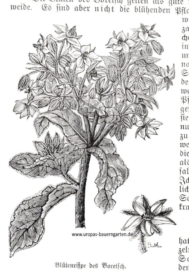 Die Abbildung zeigt eine Boretsch-Pflanze (lat. Borago officinalis). Im weiterführenden Artikel ist der Anbau von Boretsch bzw. Gurkenkraut beschrieben.