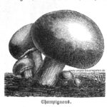 Das Bind beinhaltet eine Zeichnung von zwei großen und drei kleinen Champignons. Der nebenstehende Artikel beschreibt, wie Champignons im eigenen Garten bzw. Keller angebaut werden können.