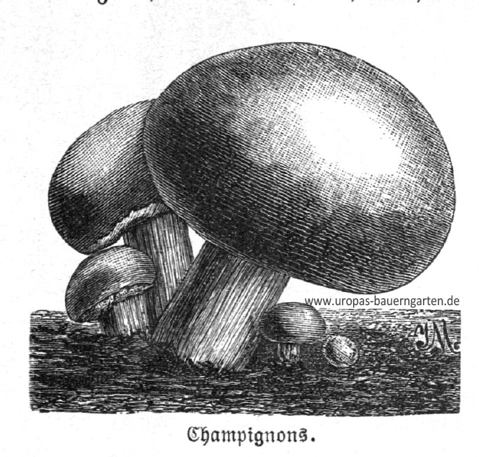 Das Bind beinhaltet eine Zeichnung von zwei großen und drei kleinen Champignons (lat. Agaricus). Der nebenstehende Artikel beschreibt, wie Champignons im eigenen Garten bzw. Keller angebaut werden können.