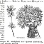 Die Abbildung zeigt links eine einzelne Waldmeisterpflanze (lat. Galium odoratum). Rechts ist ein Straus, der aus vielen Waldmeisterpflanzen besteht. Um das Bild herum ist ein Artikel aus einem alten Gartenbuch, dass den Anbau und die Nutzung von Waldmeister als Heil- und Küchenkräuter beschreibt.