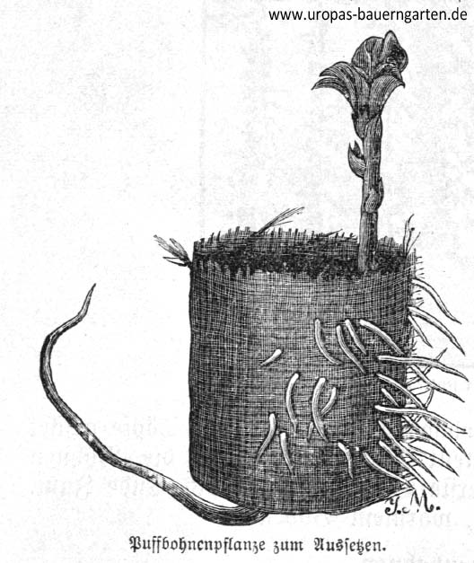 Das Bild zeigt einen selbstgenähten Topf zur Vorzucht von Puffbohnen (lat. Vicia faba).