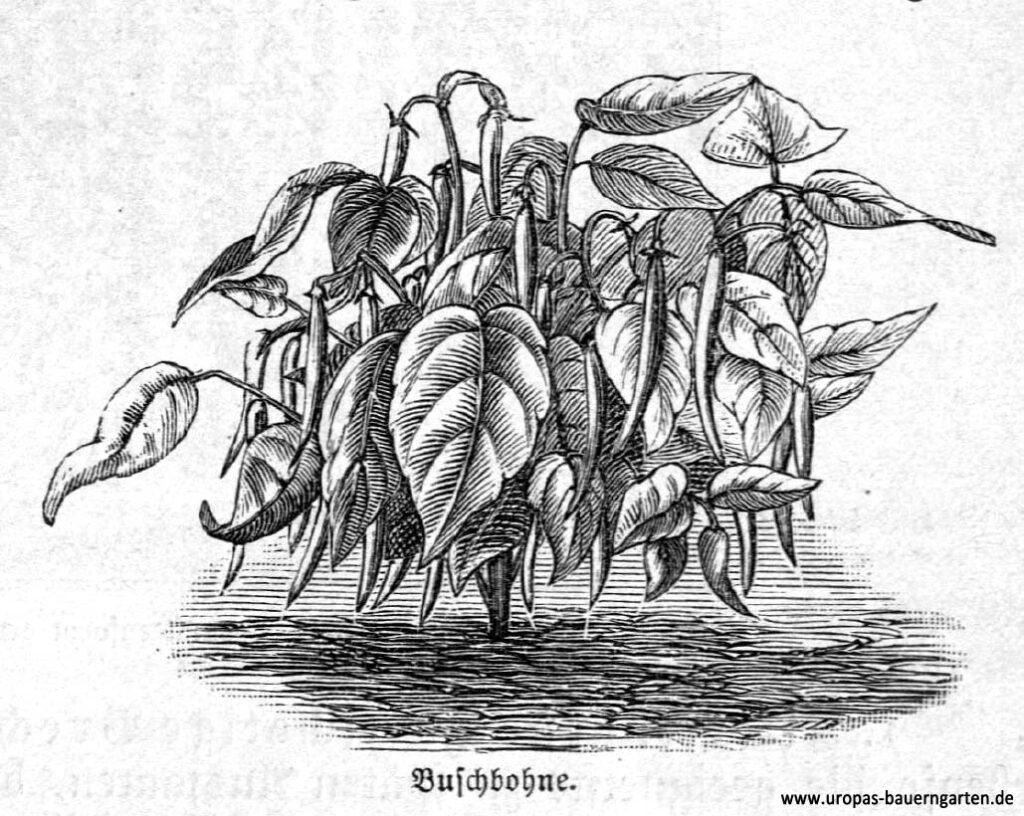 Die Abbildung zeigt eine Pflanze von einer Buschbohne (lat. Phaseolus vulgaris), an der Schoten zur Ernte hängen.