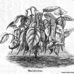 Die Abbildung zeigt eine Pflanze von einer Buschbohne (lat. Phaseolus vulgaris), an der Schoten zur Ernte hängen.