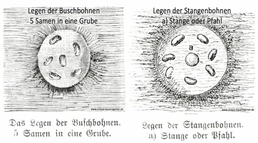 Die Abbildung zeigt zwei Grafiken. In der ersten Grafik wird erklärt, wie man Buschbohnen ins Loch sät/legt, in der zweiten Grafik wird erklärt, wie man Stangenbohnen sät/legt.