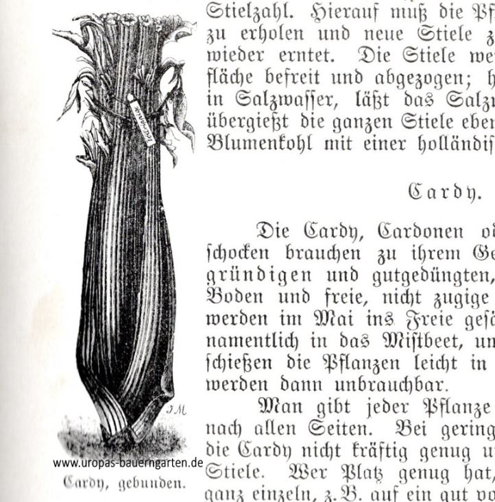 Bei dem Bild handelt es sich um einen Scan aus einem alten Gartenbuch. Zu sehen ist eine gebundene Cardy-Pflanze (lat. Cynara cardunculus). Der nebenstehende Text befasst sich mit dem Anbau und der Verwendung von Cardy.