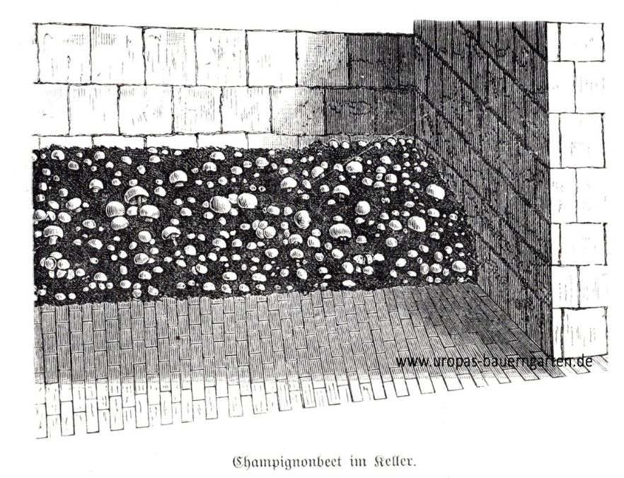 Das schwarz-weiß-Bild zeigt eine champignonkultur, die in einem Keller wächst. 