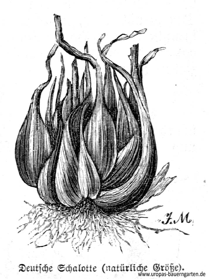 Die Abbildung beinhaltet eine Zeichnung von einer deutschen Schalotte (lat. Allium ascalonicum).