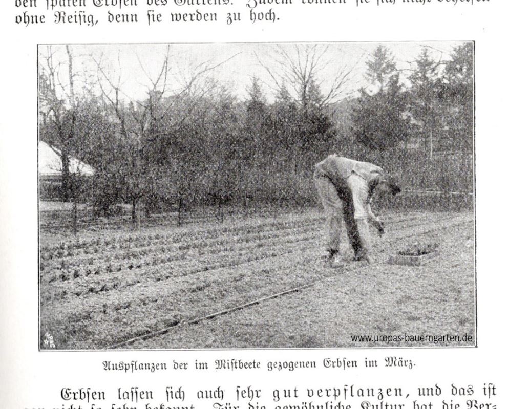 Auf der Fotografie ist ein Mann dargestellt, der vorgezogene Erbsen ins freie Land pflanzt.