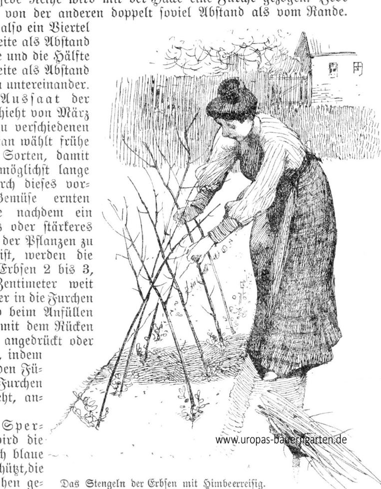 Auf dem Bild ist eine Frau zu sehen, welche mit Himbeerreißig Stützen für die jungen Erbsenpflanzen ins Beet setzt.