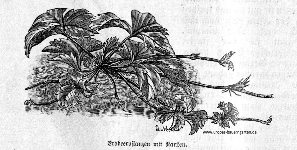 Die Abbildung enthält eine schwarz-weiß-Zeichnung. Diese zeigt eine Erdbeerpflanze, die Ranken getrieben hat. Mithilfe dieser Ranken lassen sich Gartenerdbeeren gut vermehren.