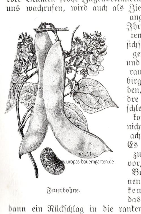 Eine Zeichnung von einer Feuerbohne - eine Schote mit Samen, Blüten und Blättern