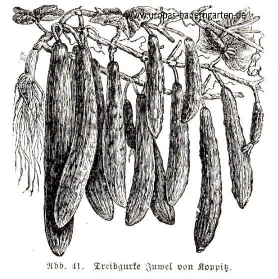 Viele Gurken hängen in einem Gewächshaus zur Ernte bereit. Es handelt sich um die alte Sorte "Treibgurke Juwel von Koppitz"