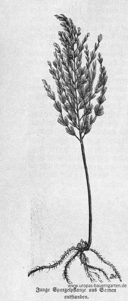 Die Abbildung zeigt eine junge Spargelpflanze (lat. Asparagus officinalis), die aus einem Samen entstanden ist.