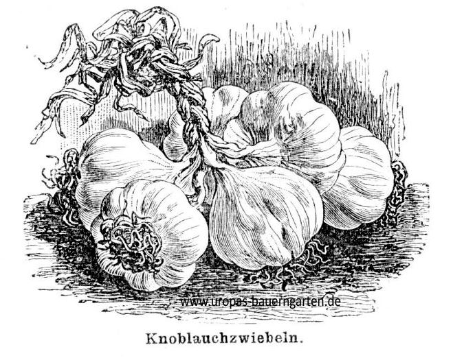 Das Bild beinhaltet eine Zeichnung von Knoblauchzwiebeln (lat. Allium sativum).