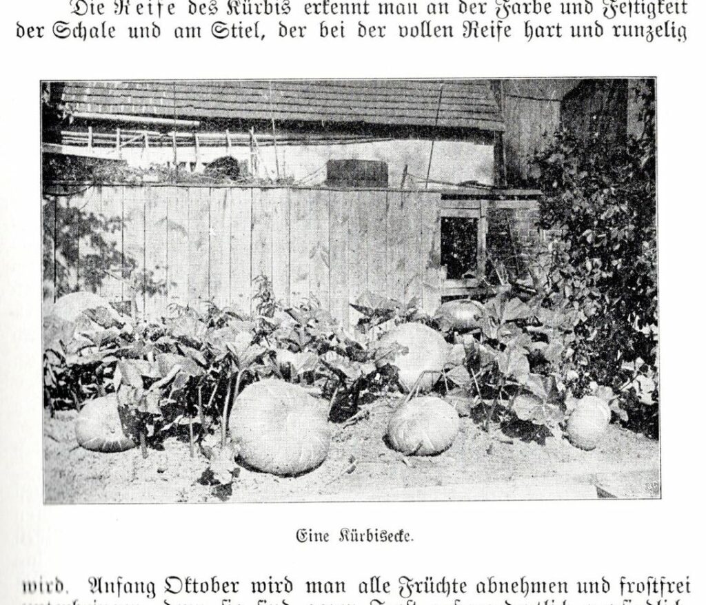 Die Fotografie zeigt eine Kürbisecke in einem Haus- bzw. Bauerngarten.