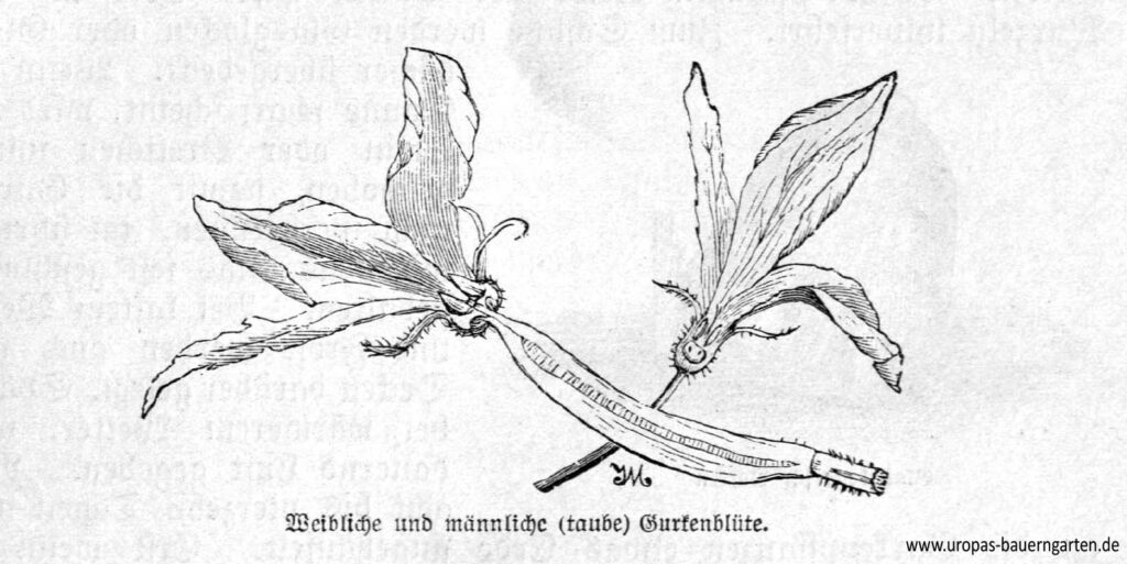Das Bild zeigt eine weibliche (links) und eine männliche (rechts) Blüte der Gurke (Cucumis sativus)