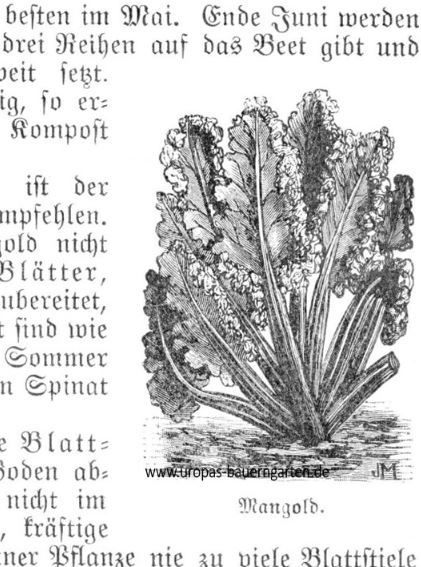 Die Abbildung aus einem alten Gartenbuch von 1907 von Johannes Böttner zeigt eine Mangoldpflanze (lat.beta vulgaris). Daneben ist ein Text in altdeutscher Schrift, der erklärt, wie Mangold angebaut wird.